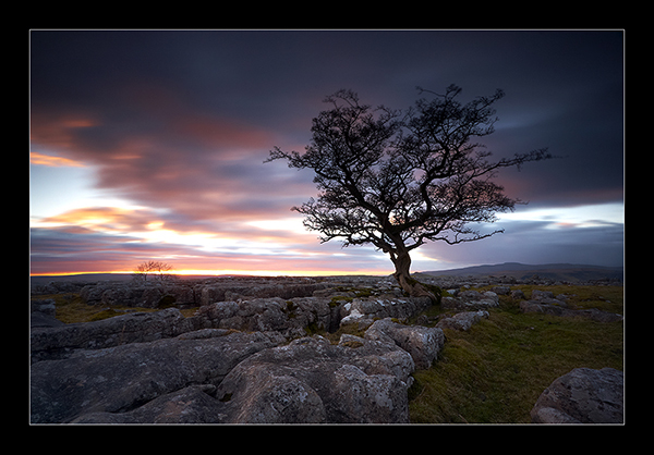 One Little Tree - Yorkshire