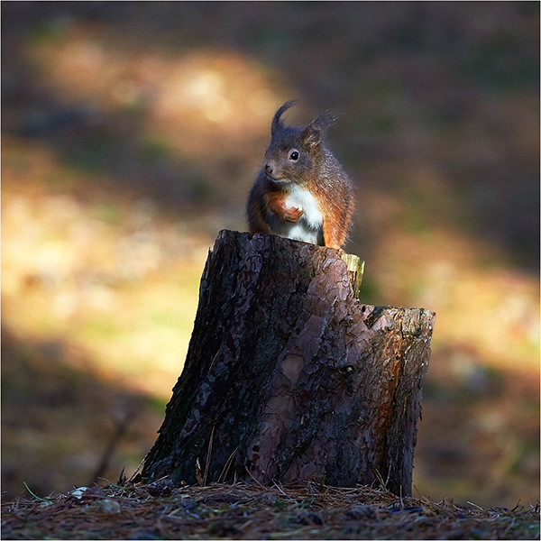 Red II - Wildlife and Nature
