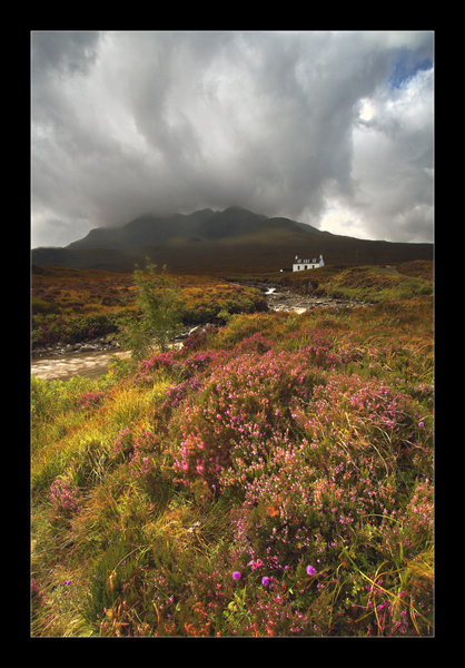 Skye Heather - Isle of Skye