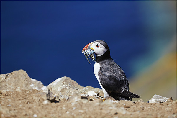 Dinner Is Served - Wildlife and Nature