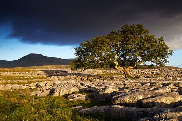 Lighting up the Tree - Yorkshire