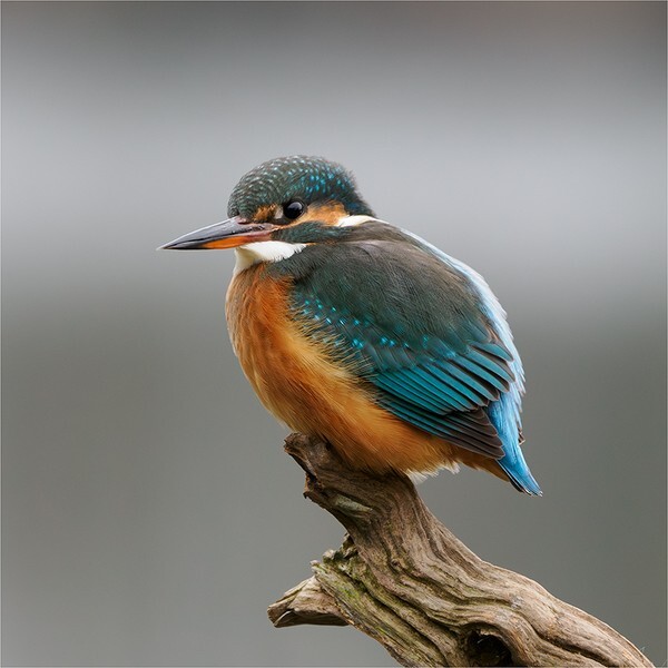 Female Kingfisher - Wildlife and Nature