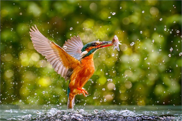Fish Supper - Wildlife and Nature