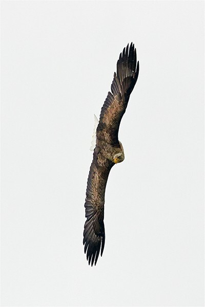 Sharp Turn - Wildlife and Nature