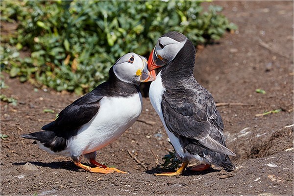 The Look Of Love - Wildlife and Nature