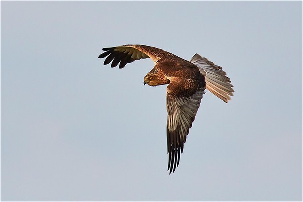 Marsh Harrier - Wildlife and Nature