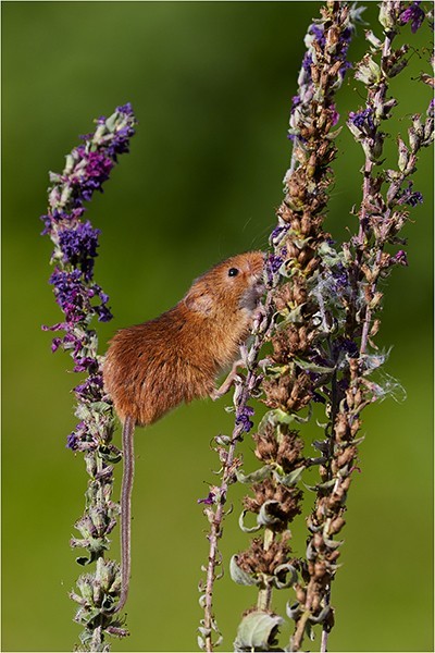 Over There! - Wildlife and Nature