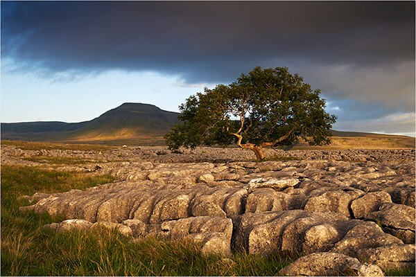 Evening Light - Yorkshire