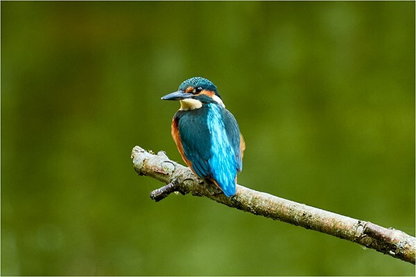 Kingy - Wildlife and Nature