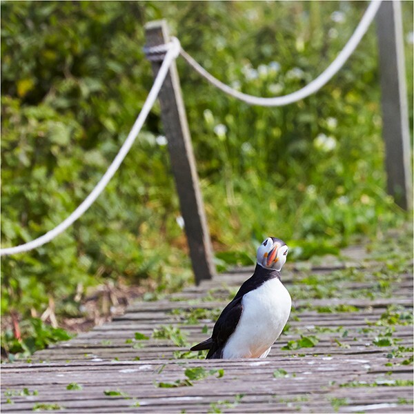 You Looking At Me? - Wildlife and Nature