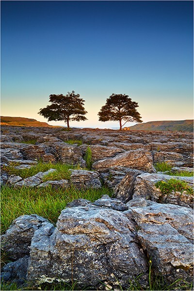 Two Trees II - Yorkshire