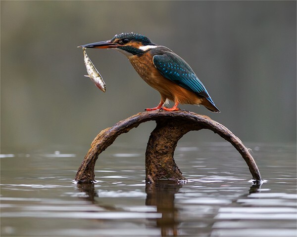 Fish for Breakfast - Wildlife and Nature