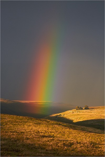 Yorkshire Gold - Yorkshire