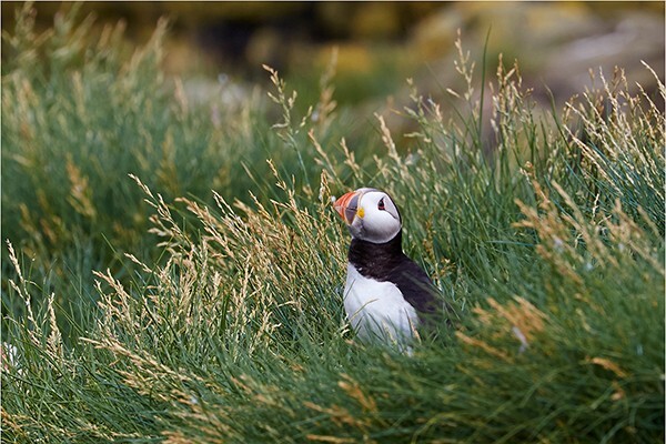Relax in the Grass - Wildlife and Nature