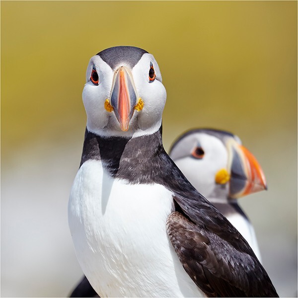 Posing! - Wildlife and Nature
