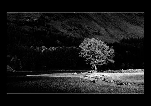 Buttermere Tree - Cumbria