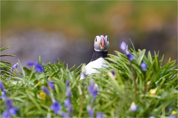 Over Here! - Wildlife and Nature