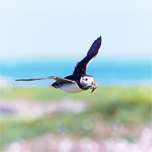 Puffin In Flight II - Wildlife and Nature