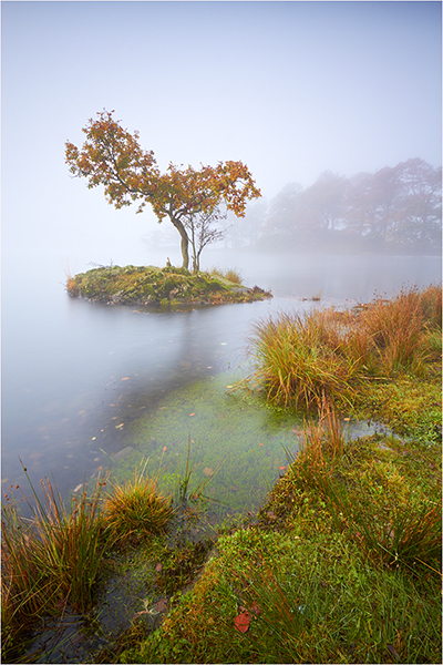 Tree In The Mist - Cumbria