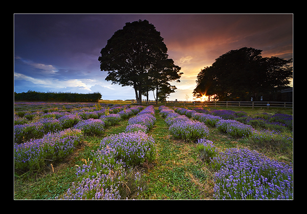 The Lavender Field - North West England