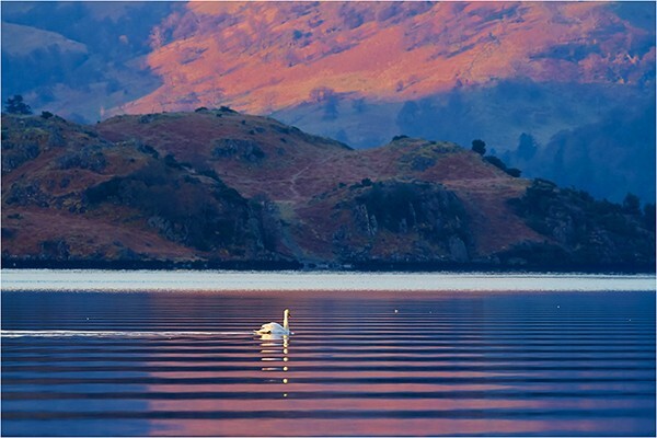 Golden Swan - Cumbria