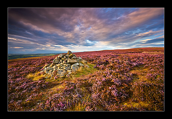 Purple Heather - North West England
