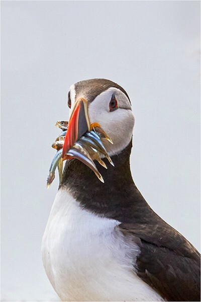 Dinner's Ready - Wildlife and Nature