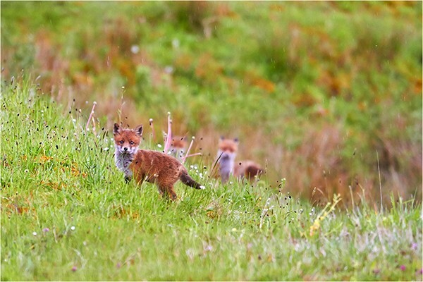 The Brave One - Wildlife and Nature