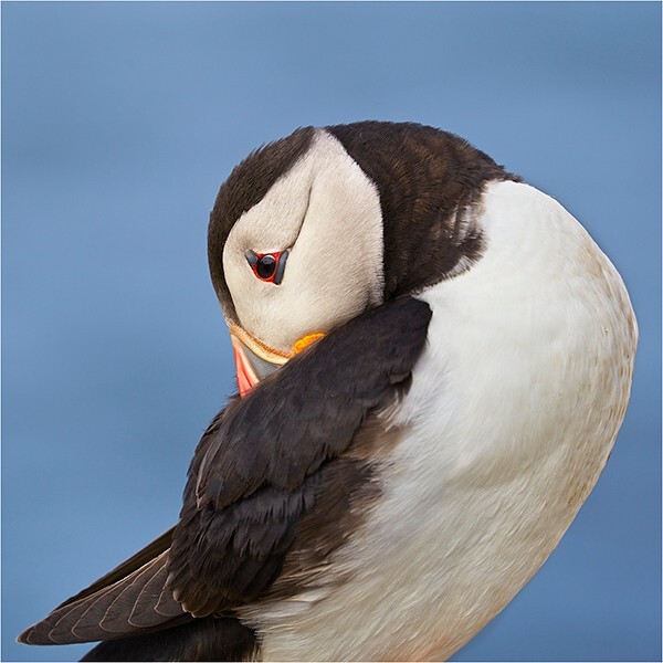 Resting - Wildlife and Nature