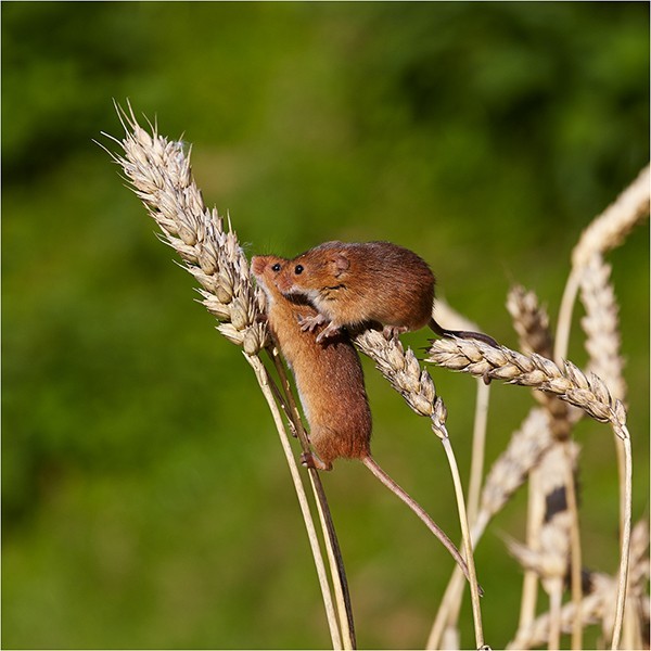 Whisper in the Ear - Wildlife and Nature