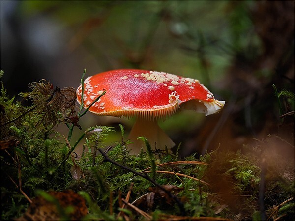 Fly Agaric - Wildlife and Nature