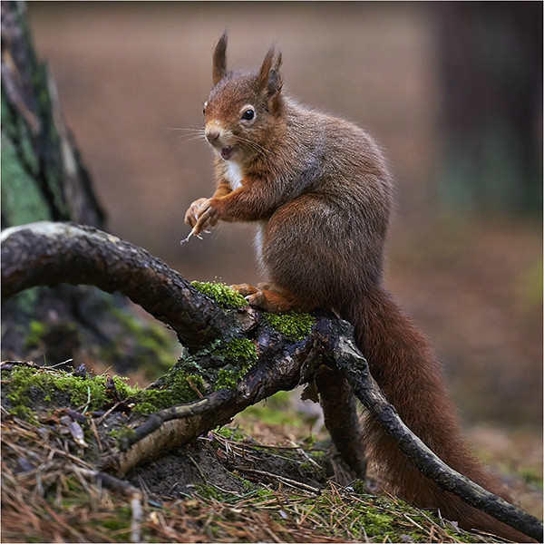 Red - Wildlife and Nature