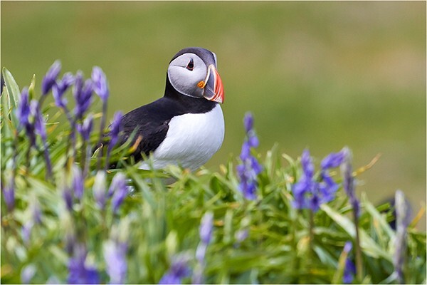 Puffin Blues - Wildlife and Nature