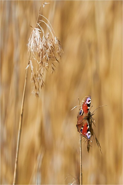 Resting - Wildlife and Nature