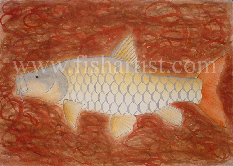 Golden Mahseer - India. - Fish Art for Fishermen.