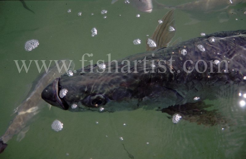 Underwater Silver King. - Bonefish & Tarpon.