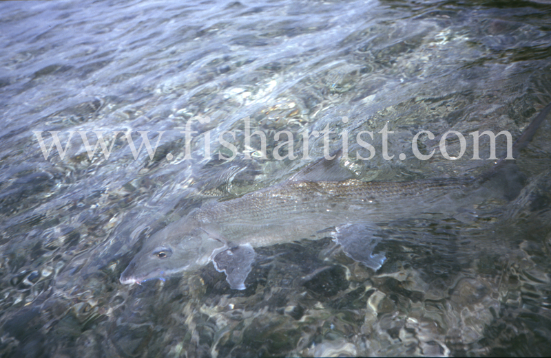 Camouflage Bonefish. - Bonefish & Tarpon.