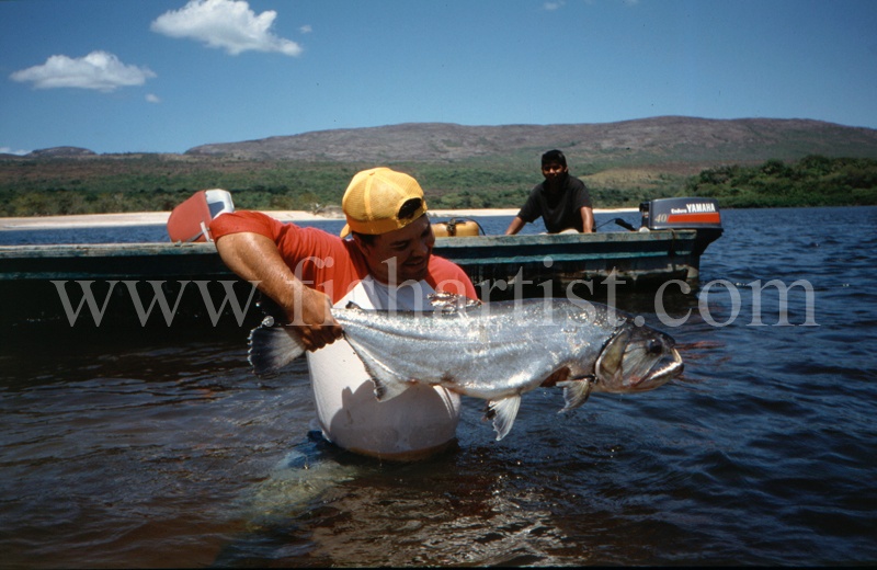  - Payara of the Amazon Rivers.