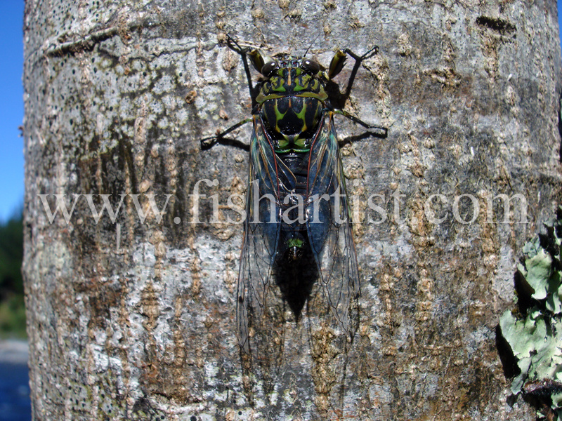 Cicada Clung to a Tree. - Trout of the Tongariro River.