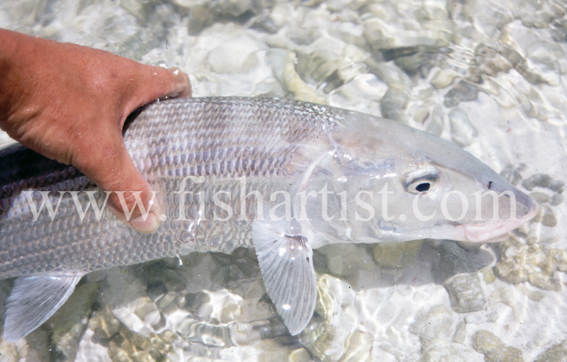 Bonefish Capture. - Bonefish & Tarpon.
