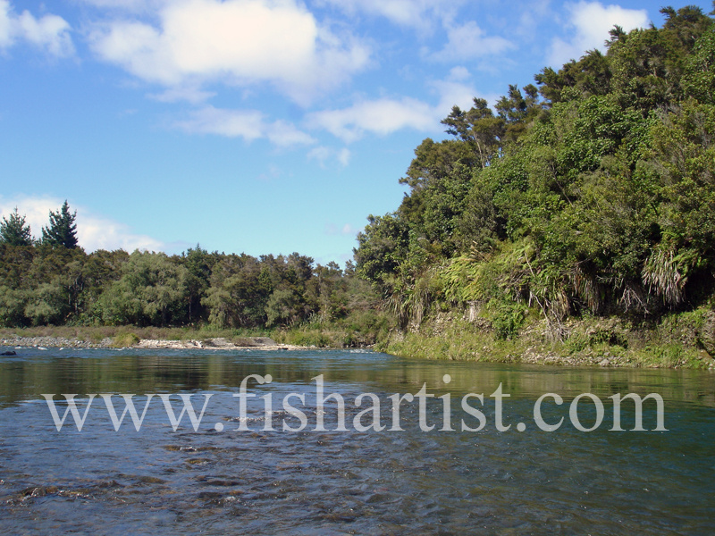 Kamahi Pool. - Trout of the Tongariro River.