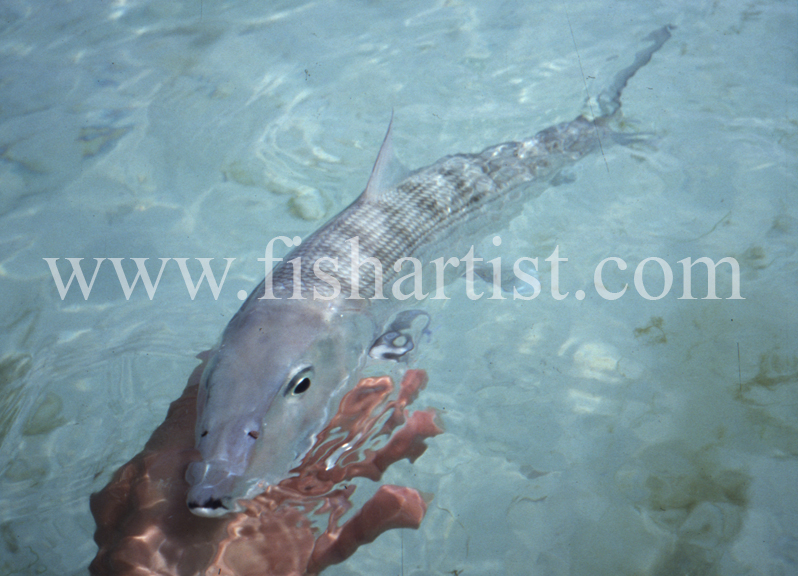 Head On. - Bonefish & Tarpon.