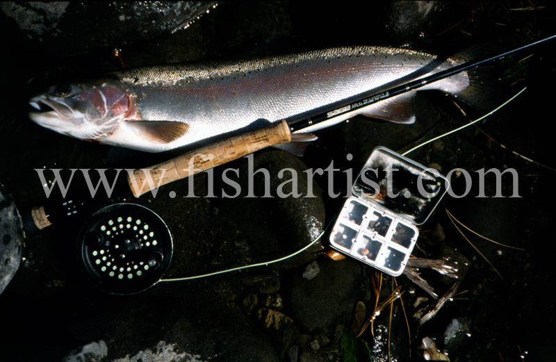Hydro Pool Hen. - Trout of the Tongariro River.