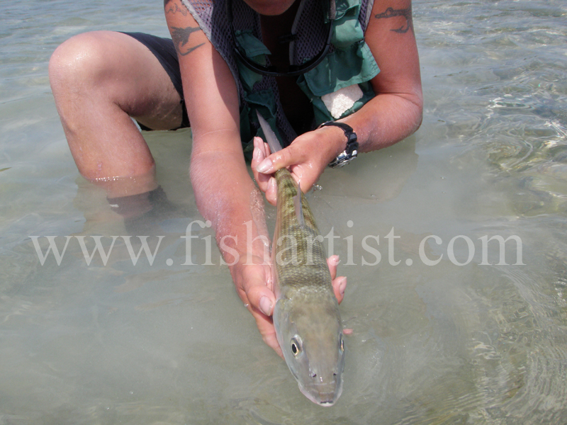 Bonefish Back 2010. - Bonefishing 2010.