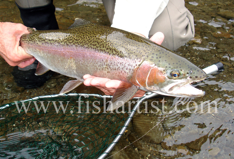 Close up Back Country Rainbow Hen. - Trout Fishing - Taupo New Zealand.
