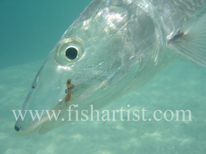 Bonefish Photo - Underwater bonefish head. - Bonefish & Tarpon.