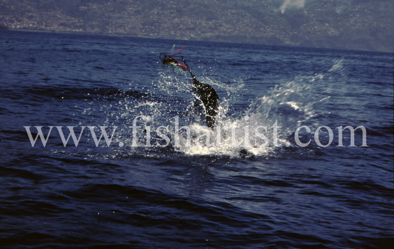 Leaping Blue Marlin. - Marlin Fishing.