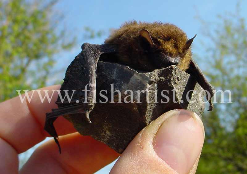 A Somerset Bat. - Eyes of a Fisherman.