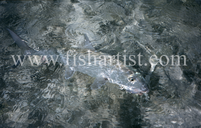 Reflections. - Bonefish & Tarpon.