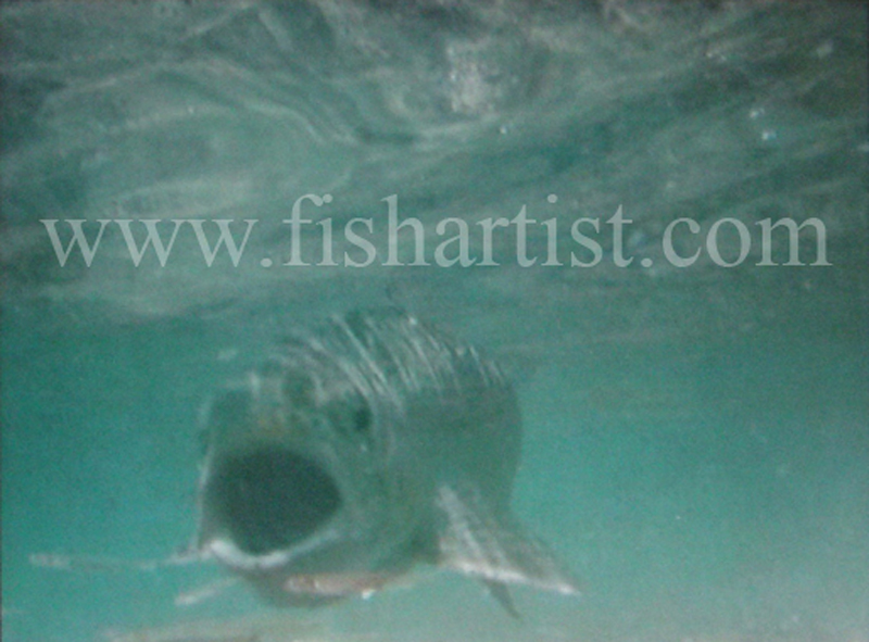 Underwater Taupo Hen Chasing Smelt. - Trout Fishing - Taupo New Zealand.